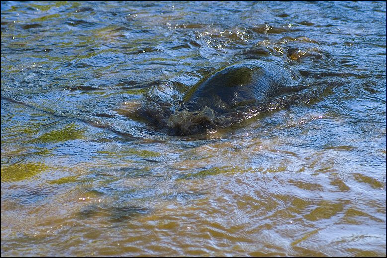 25 - honden 4 mei 2018
