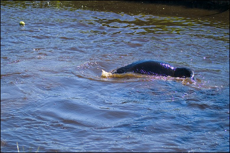 27 - honden 4 mei 2018