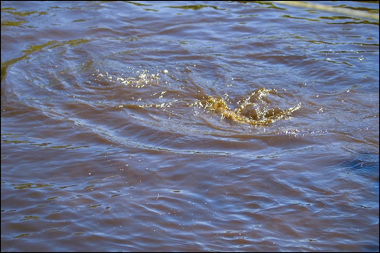 36 - honden 4 mei 2018