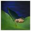 Little River Frog 2018 2 - Wildlife