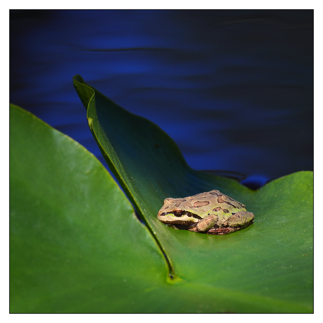 Little River Frog 2018 2 Wildlife