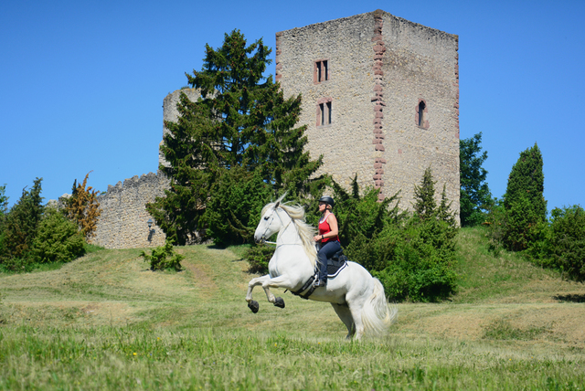 (34) balingehofforum