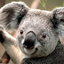 Koala - http://www.guidemehealth.com/dxn-code-strike/