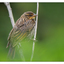 Red-winged Blackbird 2018 1 - Wildlife