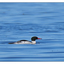 Goosander 2018 5 - Wildlife