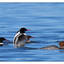 Goosander 2018 1 - Wildlife