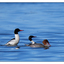 Goosander 2018 2 - Wildlife