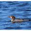 Goosander 2018 4 - Wildlife