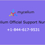mycelium-support-number-184... - Picture Box