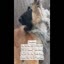 Miss Froeya Scolds You! Dog... - Trending Videos