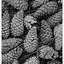 Pine Cones 2018 2 - Black & White and Sepia