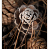 Pine Cones 2018 3 - Close-Up Photography