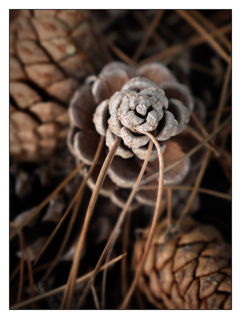 Pine Cones 2018 3 Close-Up Photography