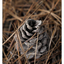 Pine Cones 2018 4 - Close-Up Photography