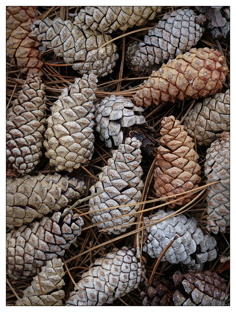 Pine Cones 2018 1 Close-Up Photography