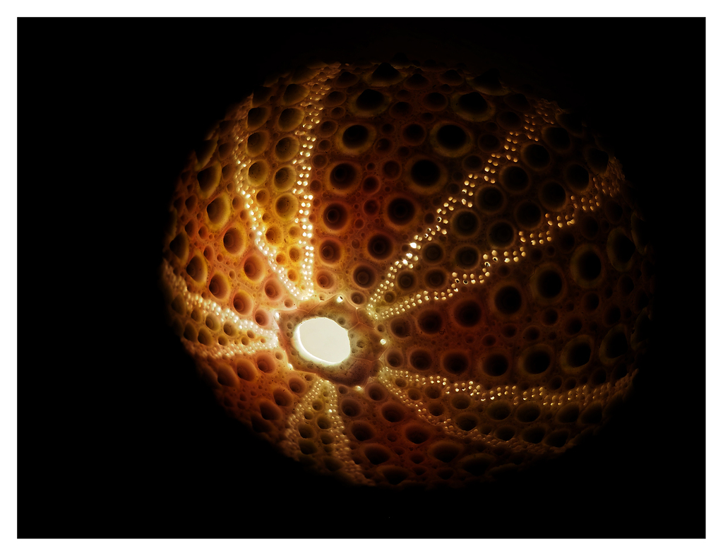 Shell Light 2 Close-Up Photography