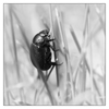 Beetle 2018 1 - Black & White and Sepia