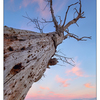 Comox Sunset Tree 2018 1b - Landscapes