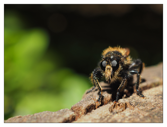 Robber Fly 2018 1 Close-Up Photography