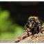 Robber Fly 2018 1 - Close-Up Photography