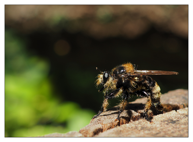 Robber Fly 2018 2 Close-Up Photography