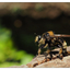 Robber Fly 2018 2 - Close-Up Photography