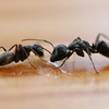 Ant - Control - Pest Control Melbourne