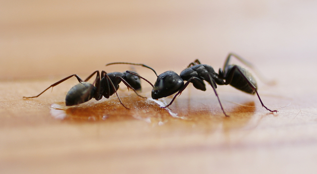 Ant - Control Pest Control Melbourne