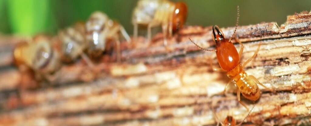 Pest Control Pest Control Melbourne