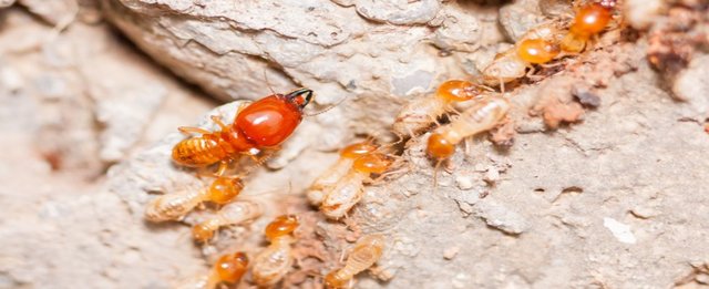 Termite Protection Pest Control Melbourne