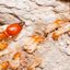 Termite Protection - Pest Control Melbourne
