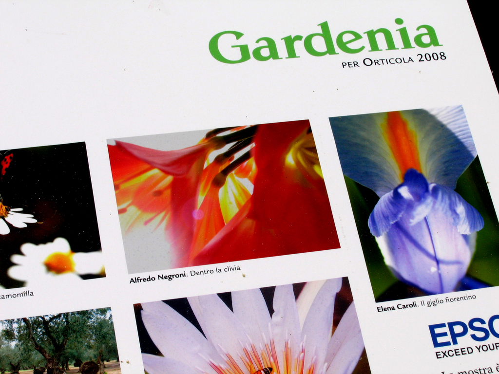 clivia  x orticola - 