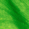 2.Green-leaf - Webmusic