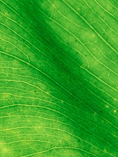2.Green-leaf Webmusic.in