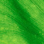2.Green-leaf - Webmusic.in