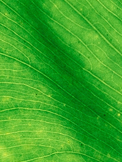 2.Green-leaf Picture Box