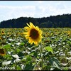 DSC 0689-BorderMaker - Zomervakantie 2018 Leipzig ...