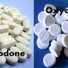 hydrocodone vs oxycodone