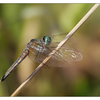Little River 2018 Dragonfly - Close-Up Photography
