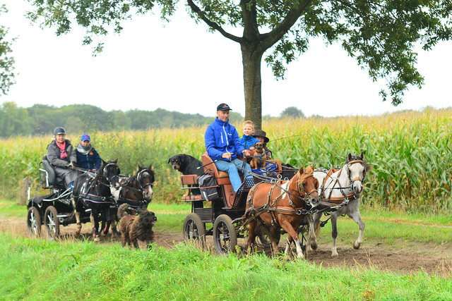 honden1 balingehofforum