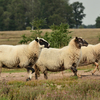 schapen1 - balingehofforum
