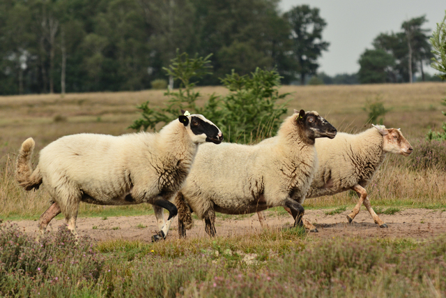 schapen1 balingehofforum