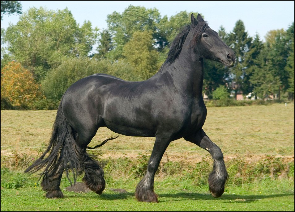 20 - friesje 17 sept