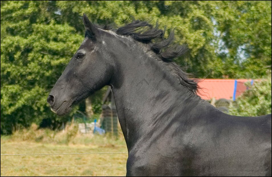 39 - friesje 17 sept