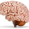 hersenen - http://www.supplementmarket