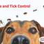Flea-Tick-Control-for-Dog - Picture Box