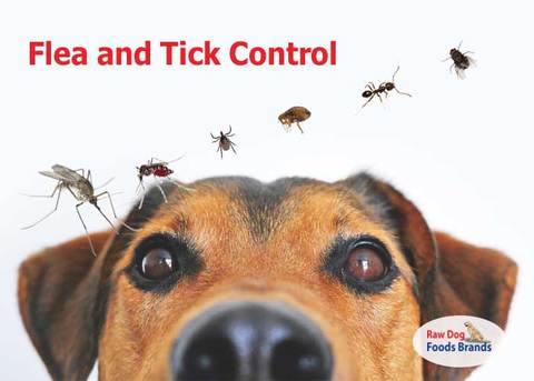 Flea-Tick-Control-for-Dog - Anonymous
