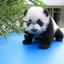 anak panda lucu gemesin - Picture Box