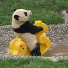 Panda - Picture Box