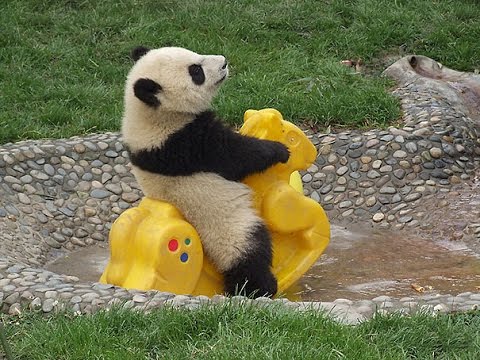 Panda Picture Box